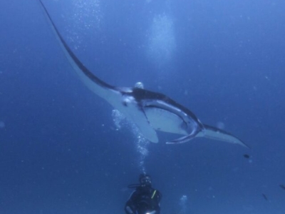 Sub Aqua Thulhagiri Manta