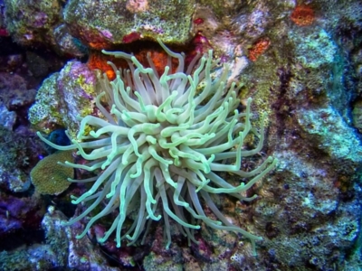 Bonaire Anemone