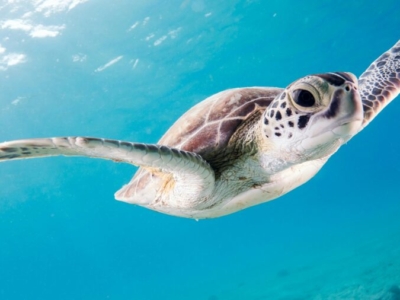 Bonaire Turtle