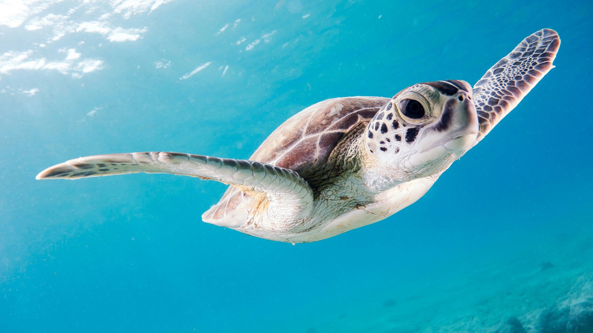 Bonaire Turtle