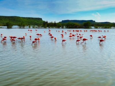 Curaçao Flamingos