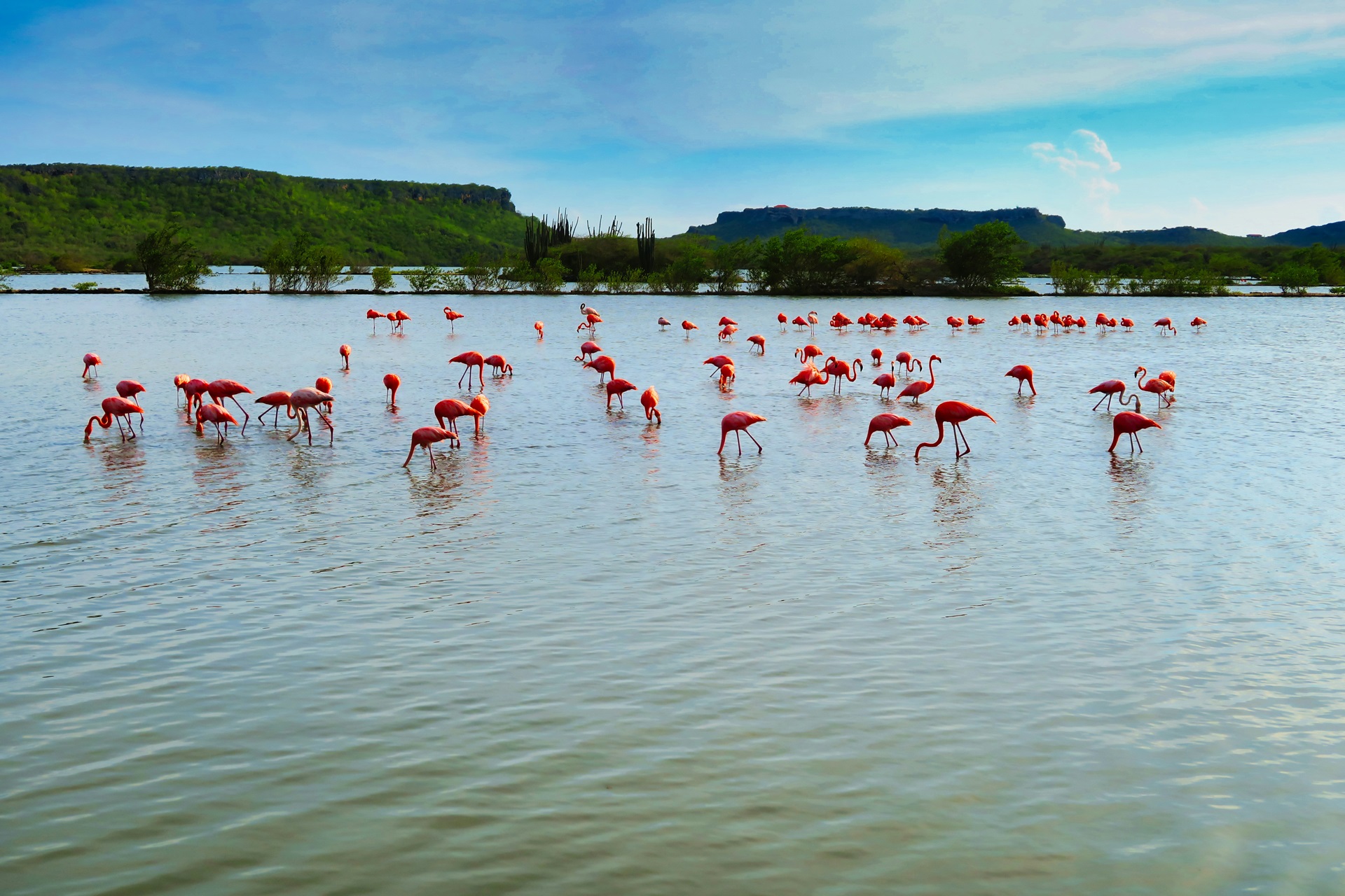 Curaçao Flamingos