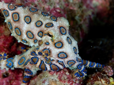 DevOcean Divers Malapascua Blauringoctopus