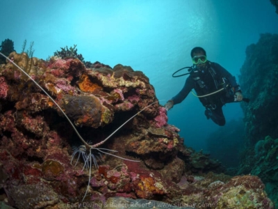 Easy Diving Bulata Loobster