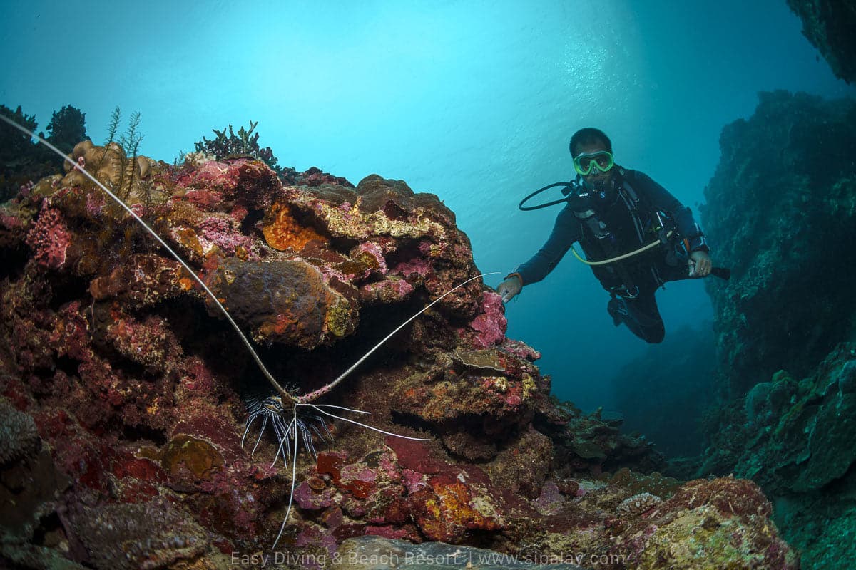 Easy Diving Bulata Loobster