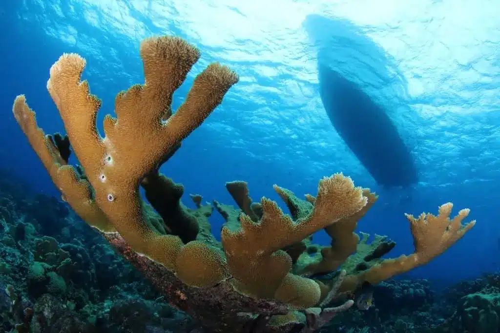 Ocean Encounters Curaçao Unterwasser