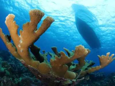 Curaçao Wrack