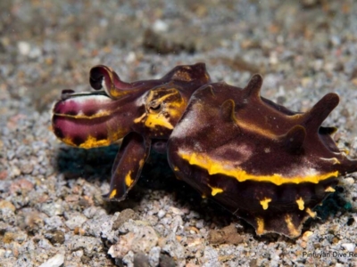 Pintuyan Dive Center Prachtsepia