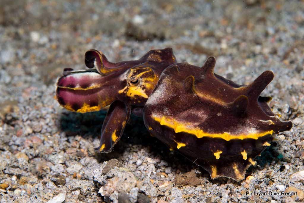 Pintuyan Dive Center Prachtsepia