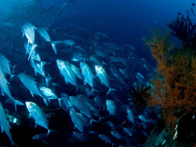 Ganga Divers Bali Makrelen