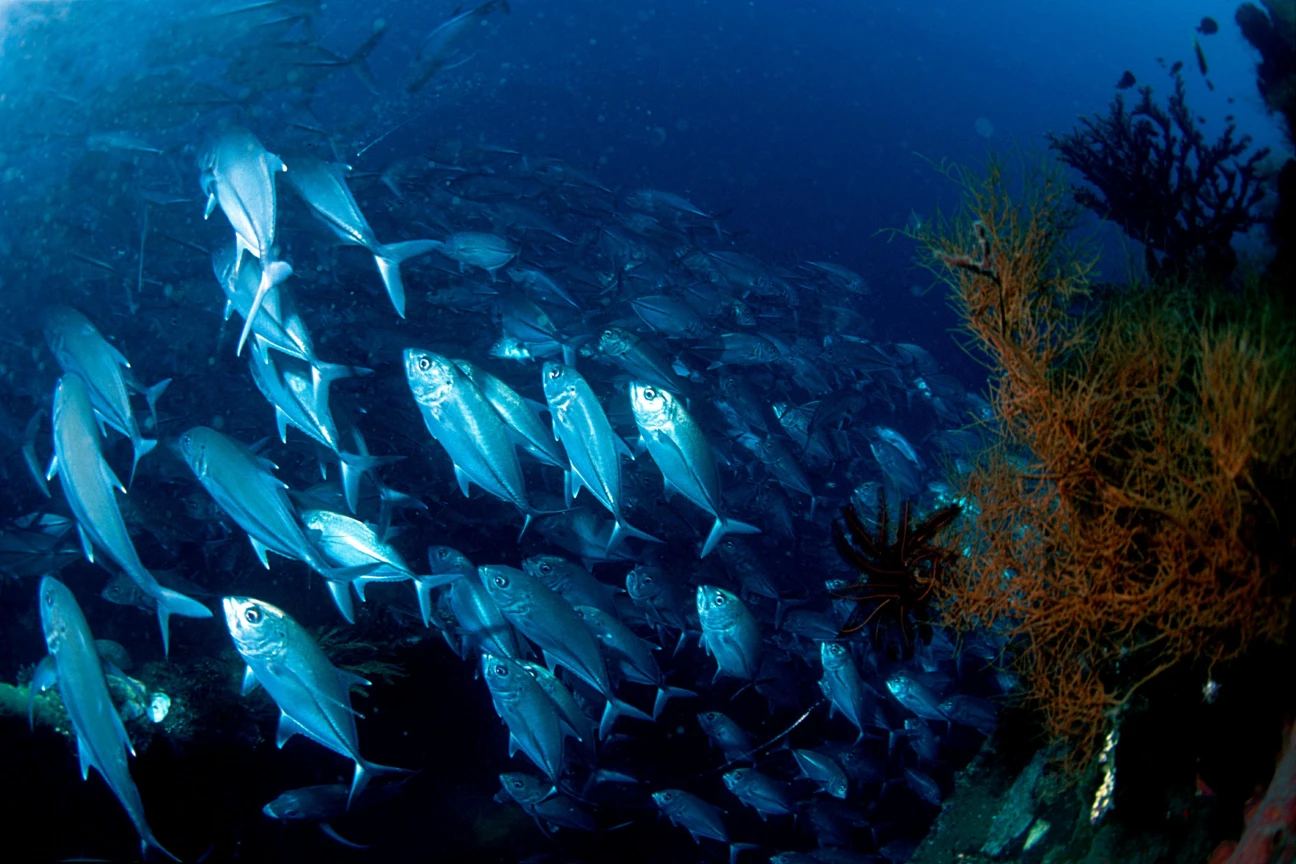 Ganga Divers Bali Makrelen