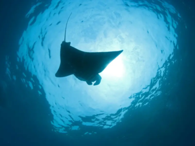 Ganga Divers Bali Manta