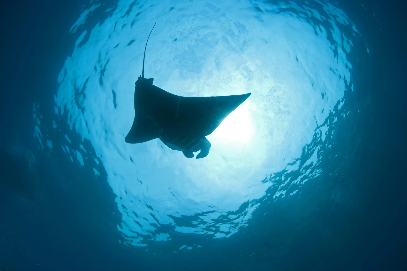 Ganga Divers Bali Manta