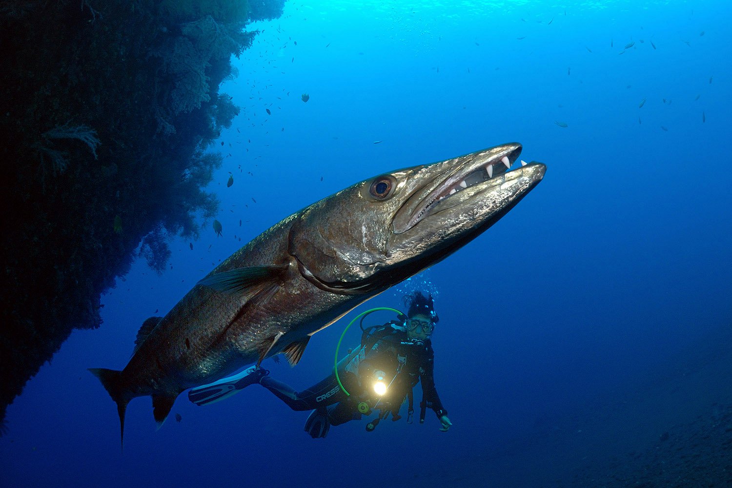 Kubu Indah Dive Center Barrakuda