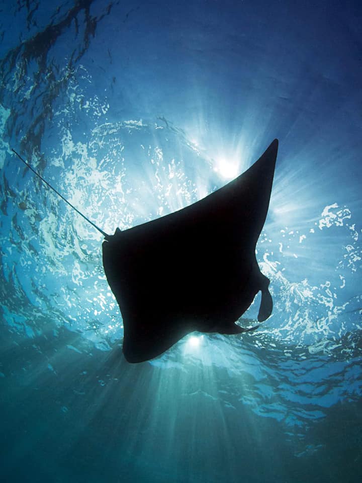 Kubu Indah Dive Center Manta