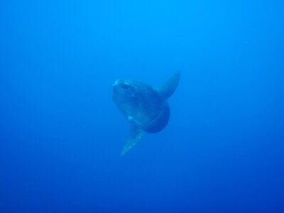 Kubu Indah Dive Center Mola Mola Mondfisch