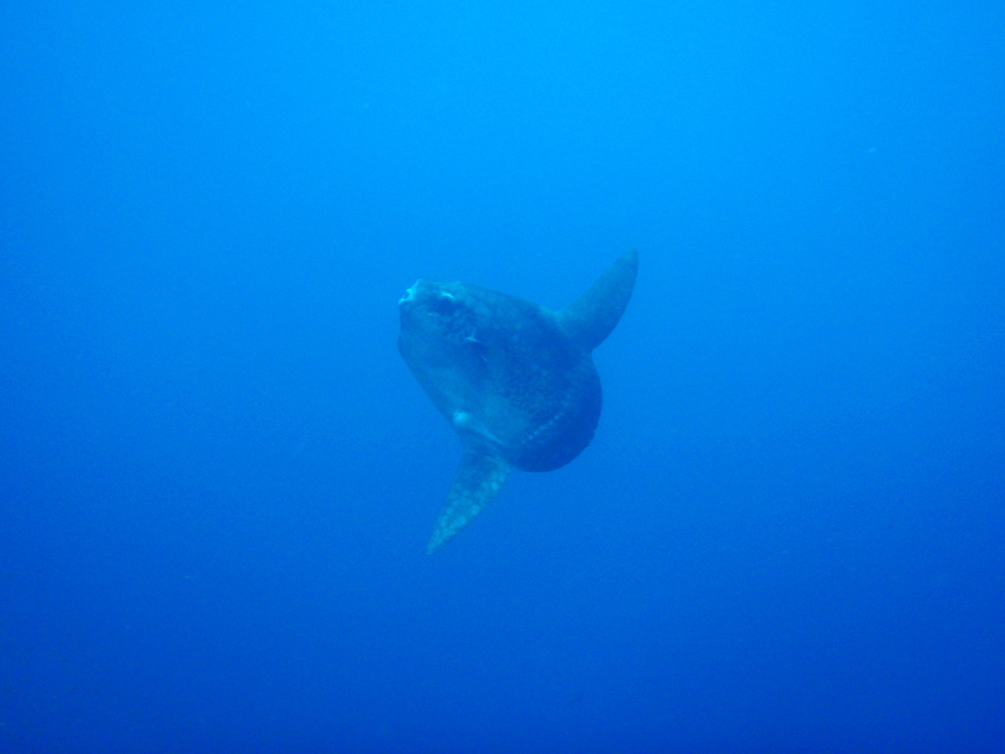 Kubu Indah Dive Center Mola Mola Mondfisch