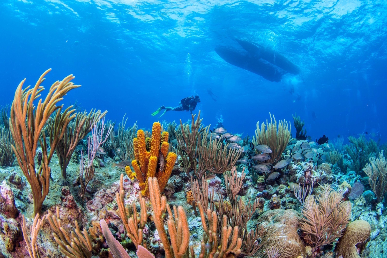 Ocean Frontiers Cayman Islands Unterwasser