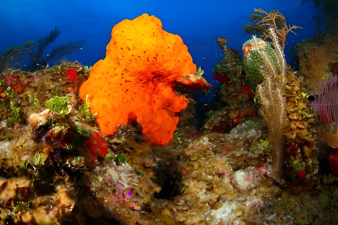 Reef Oasis Dive Club Grand Bahama Unterwasser