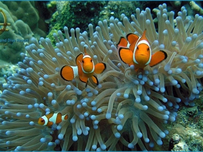 Sangat Island Diving Center Anemonenfisch