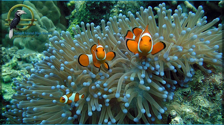 Sangat Island Diving Center Anemonenfisch