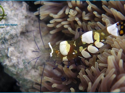 Sangat Island Diving Center Garnele