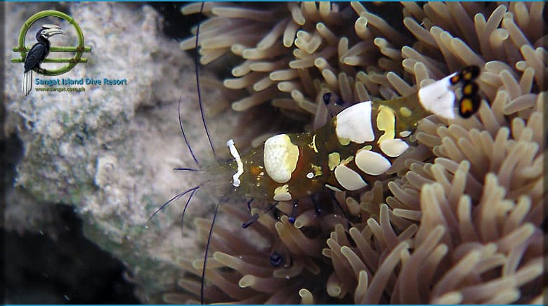 Sangat Island Diving Center Garnele