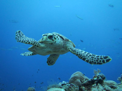 Solitude Anilao Dive Station Schildkröte