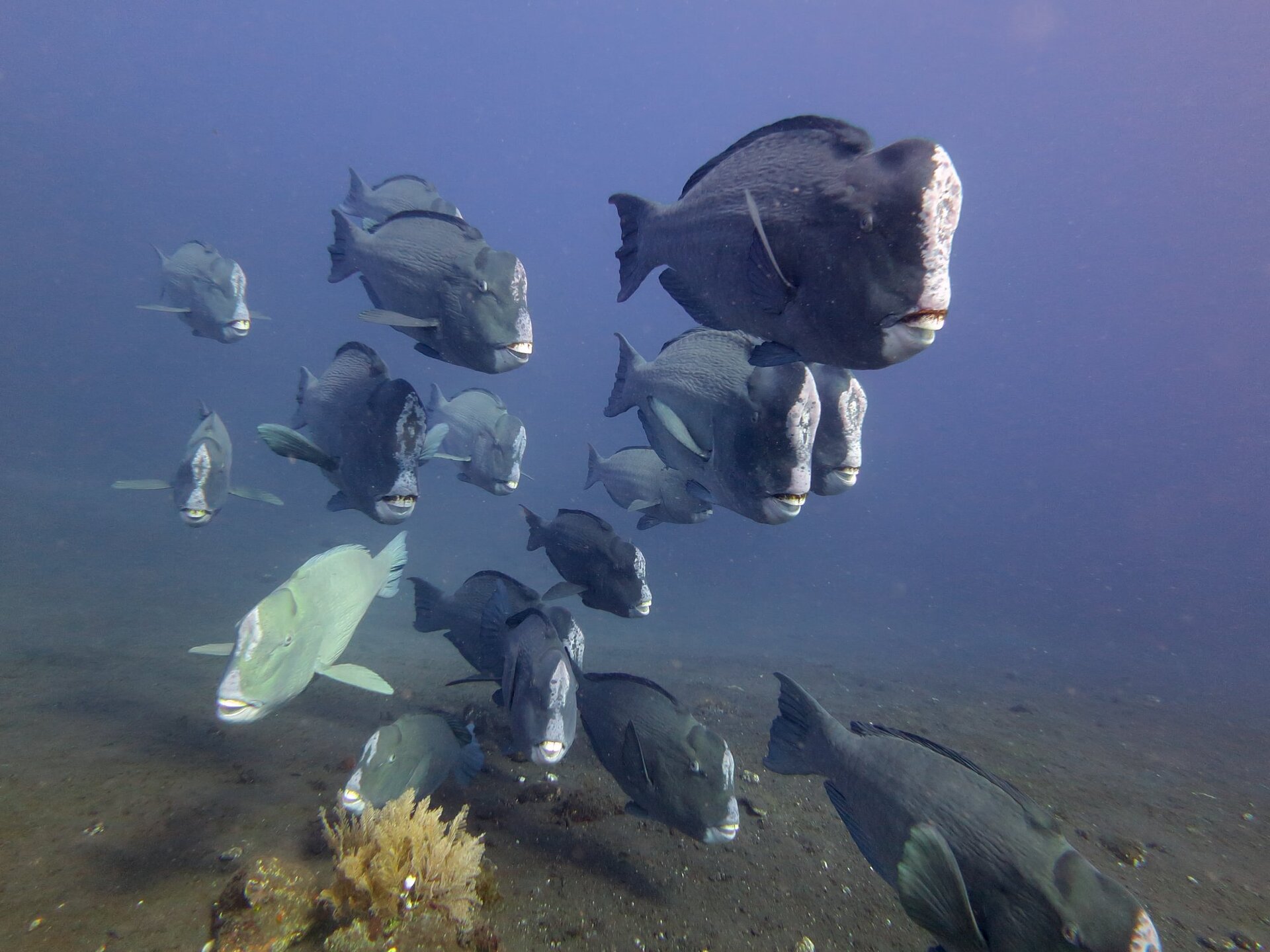 Tauchterminal Büffelkopfpapagaienfisch