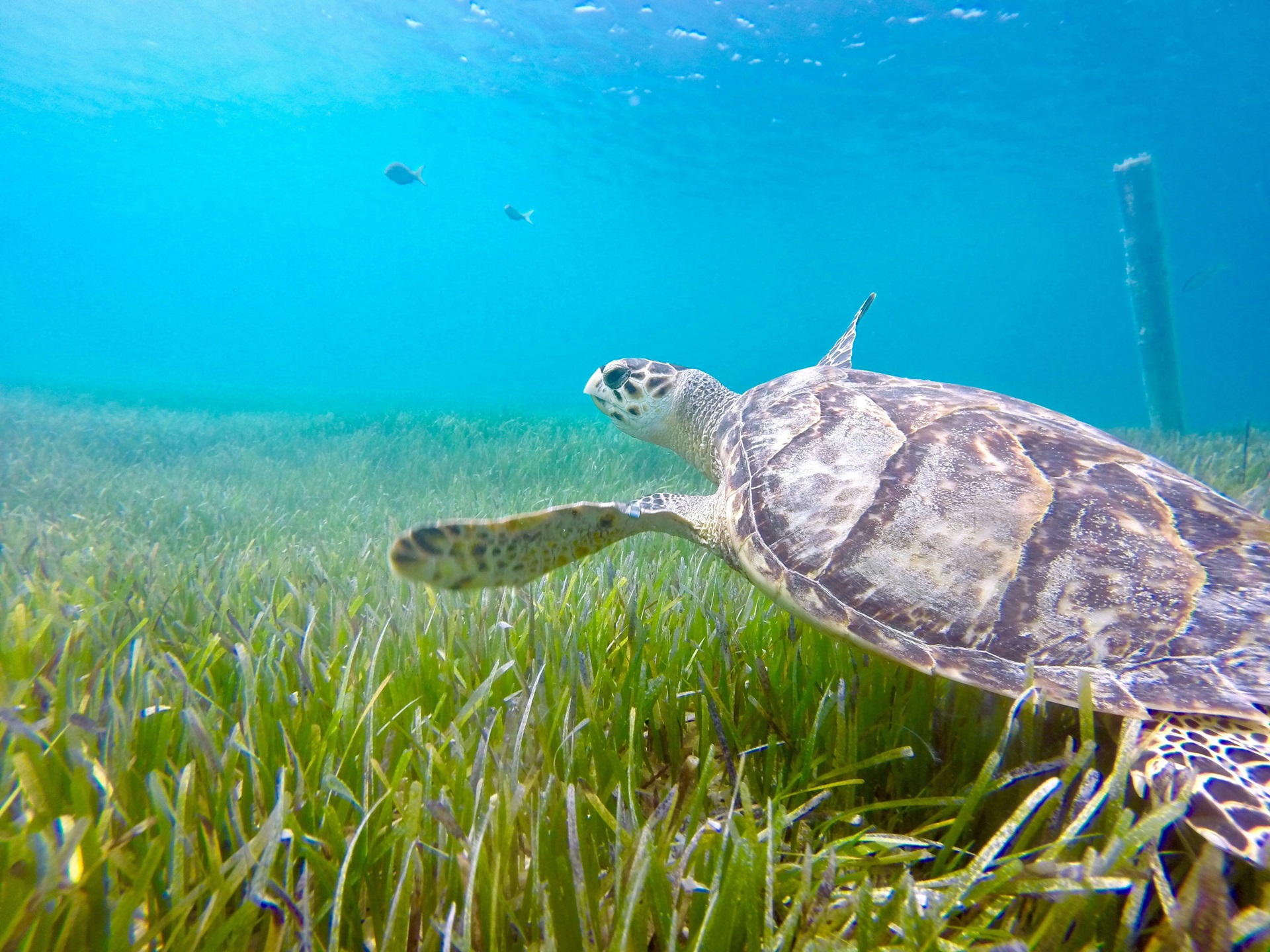 Turks & Caicos Turtle