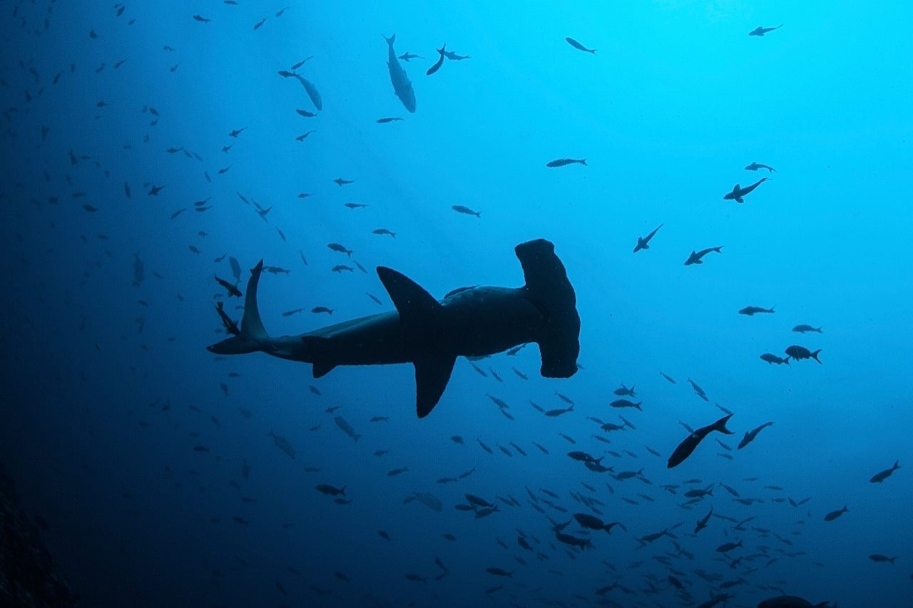 Alami Alor Dive Hammerhai