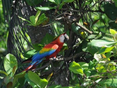 Ara im Corcovado Nationalpark