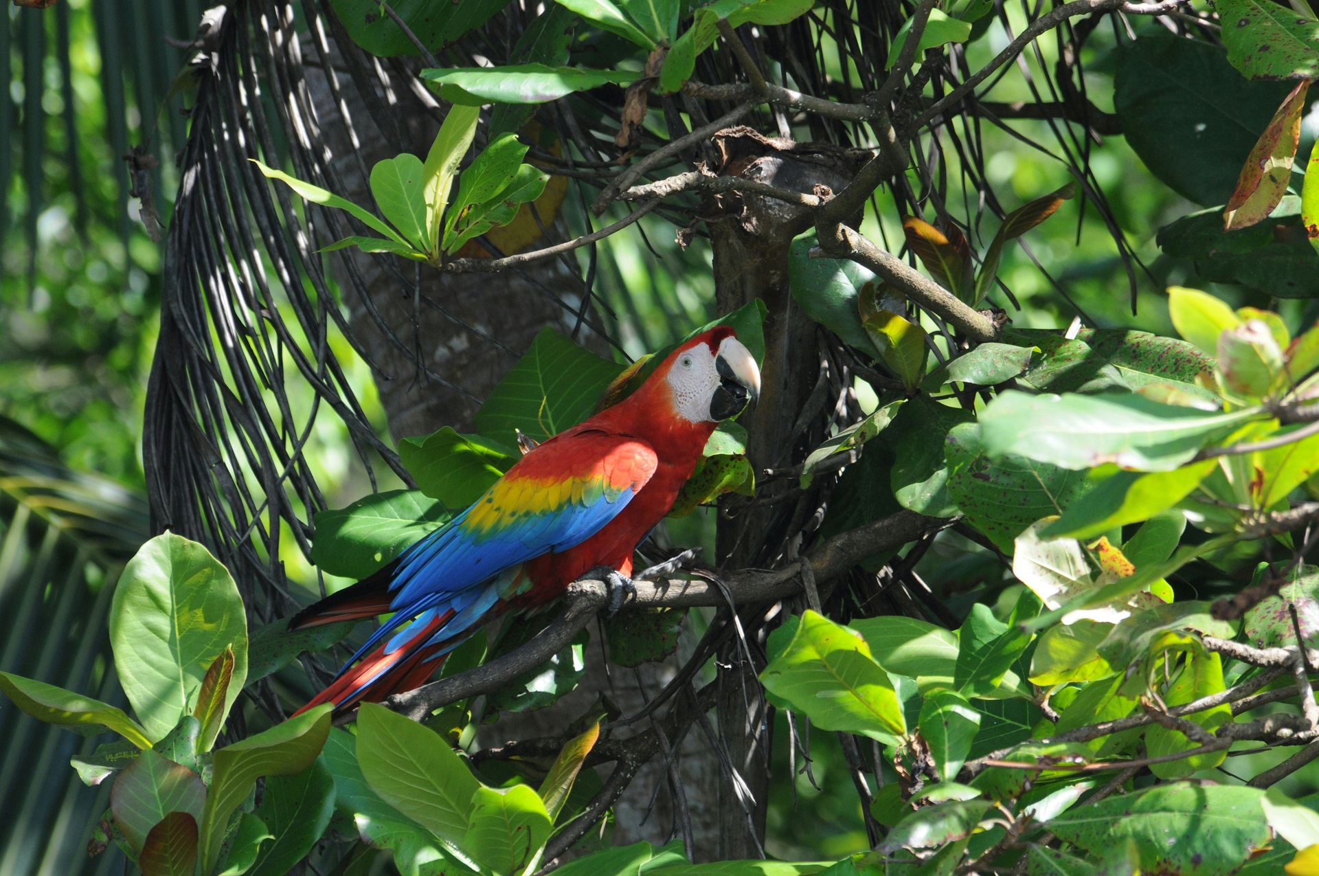 Ara im Corcovado Nationalpark