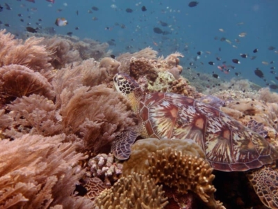 Bastiano Bunaken Dive Center Schildkröte