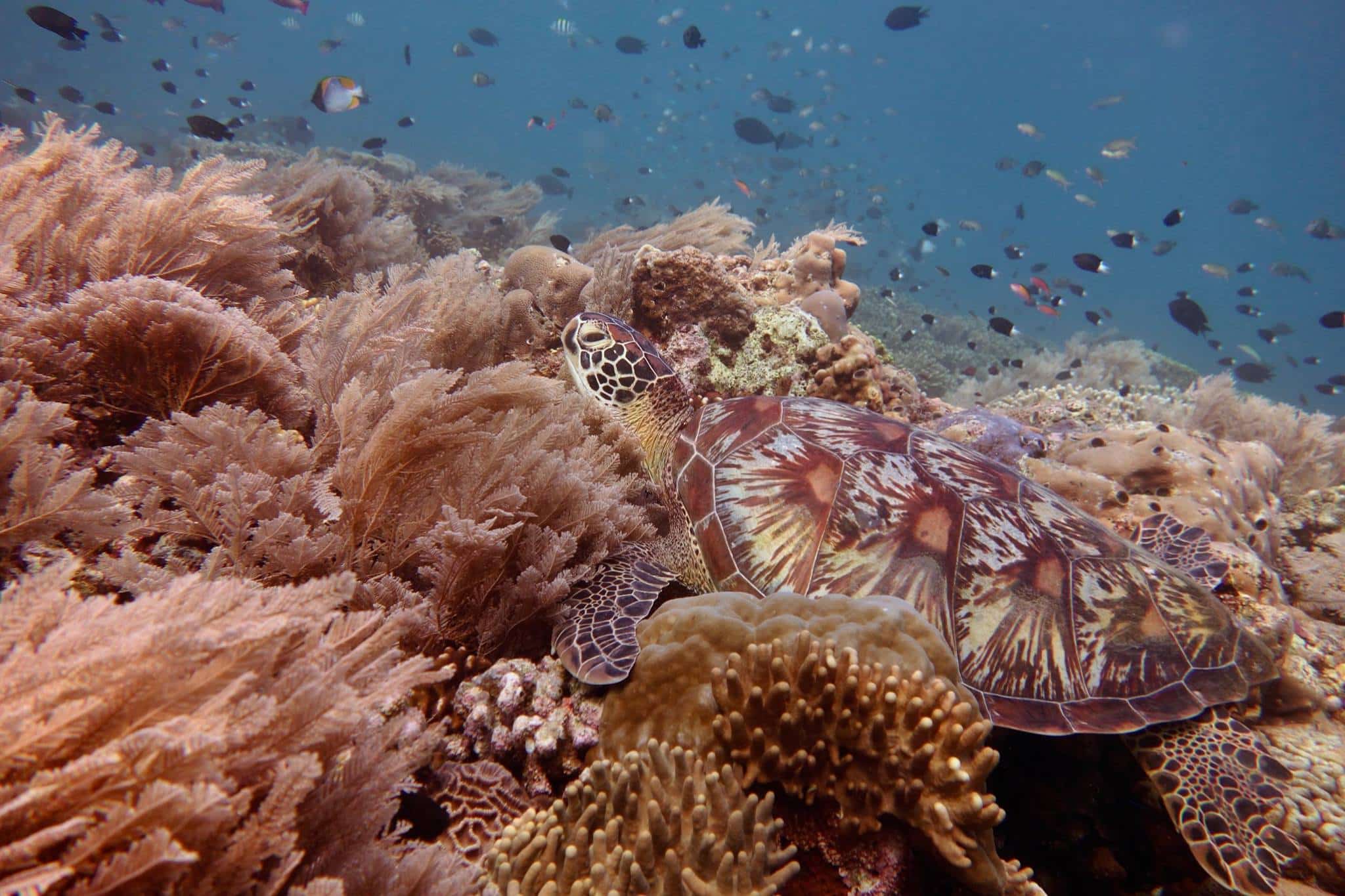 Bastiano Bunaken Dive Center Schildkröte