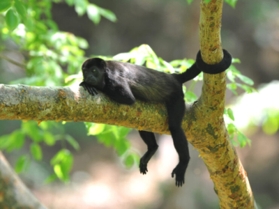 Guanacaste Brüllaffe