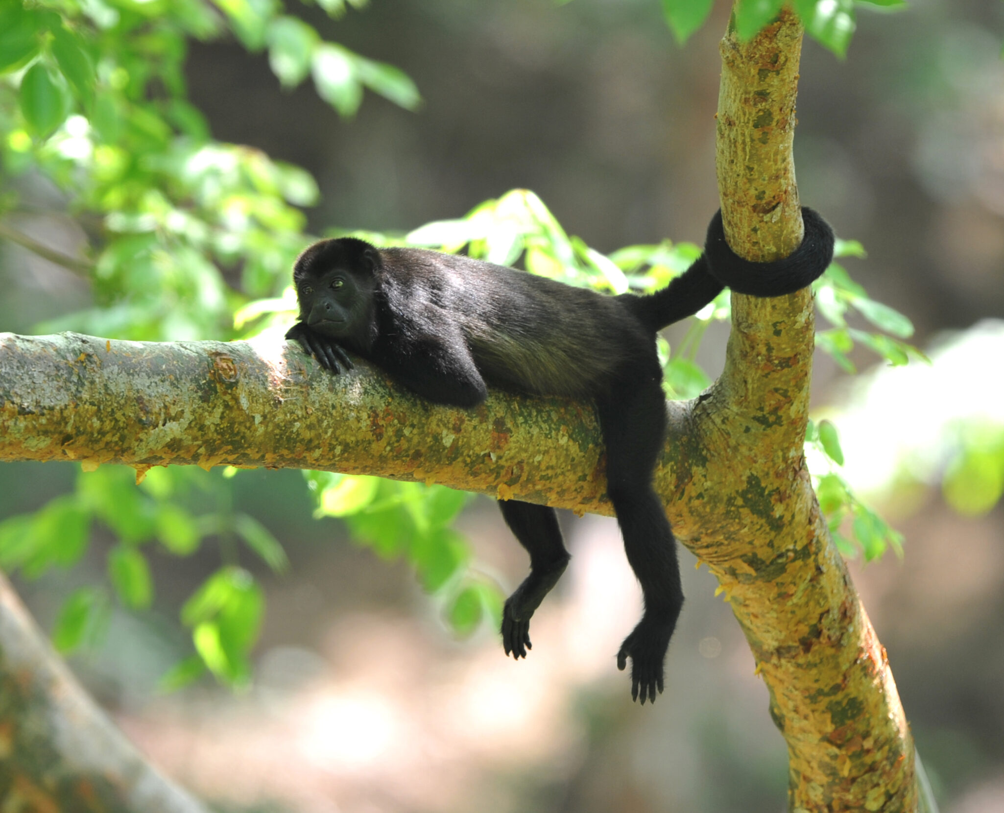 Guanacaste Brüllaffe