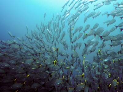 Caño Island Unterwasser