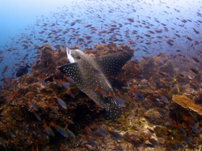 Cocos Island Adlerrochen