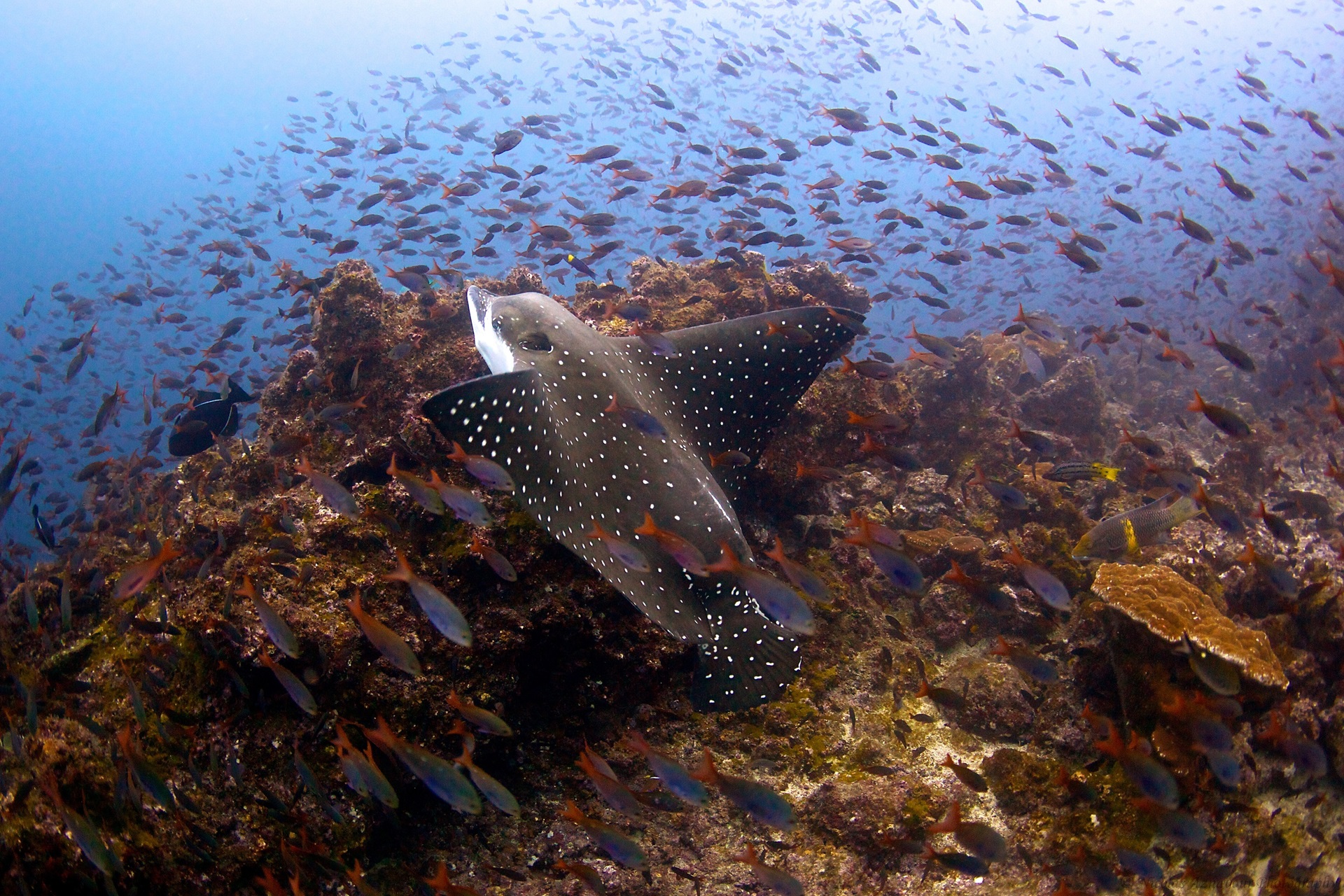 Cocos Island Adlerrochen