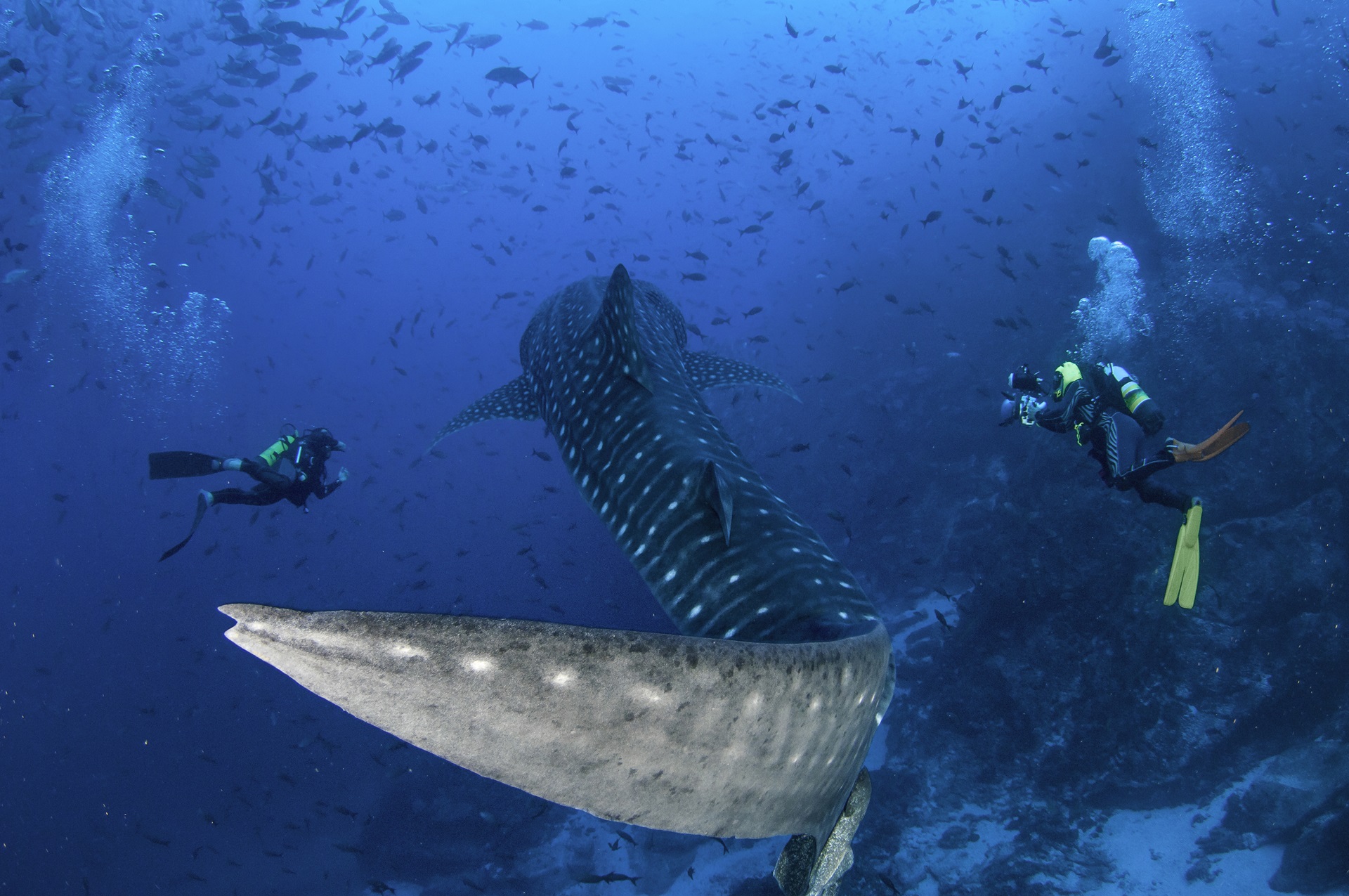 Cocos Island Walhai