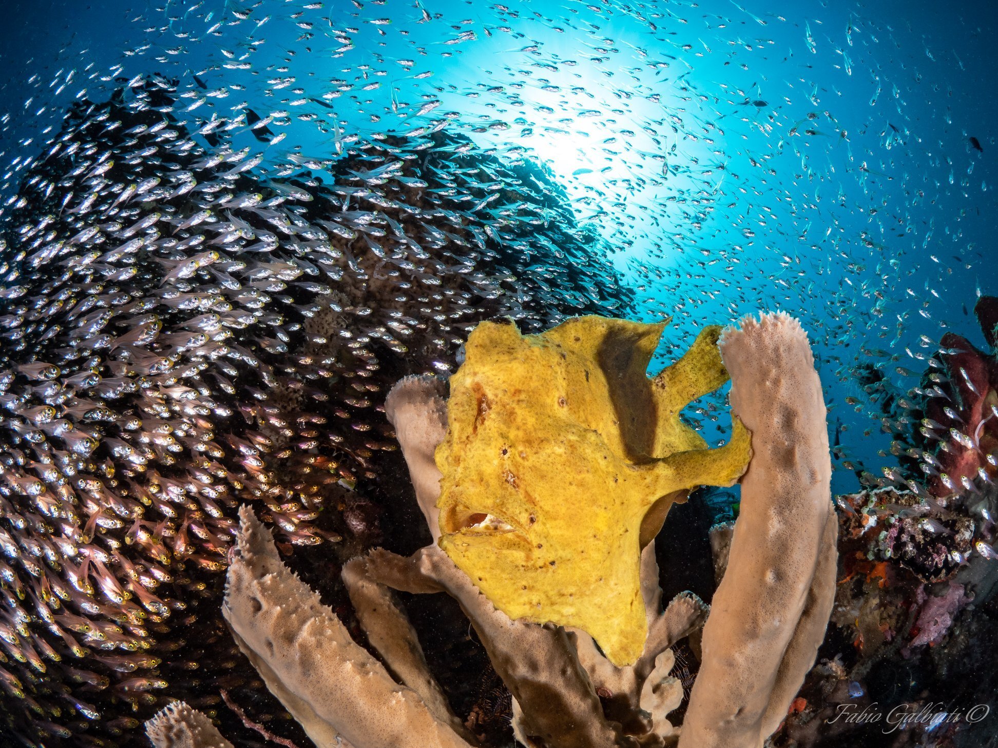 Coral Eye Dive Center Anglerfisch