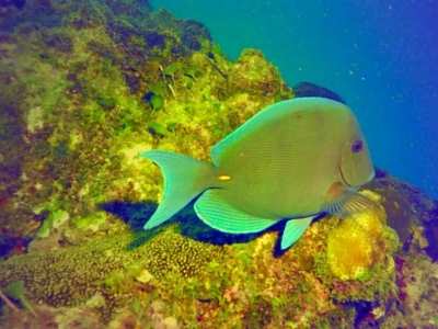 Cozumel Unterwasser