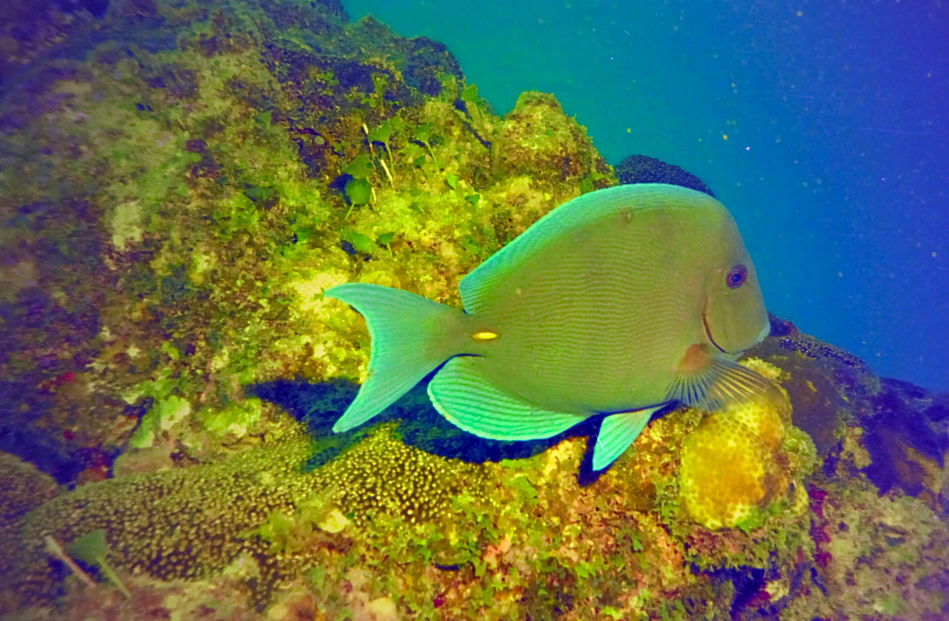 Cozumel Unterwasser