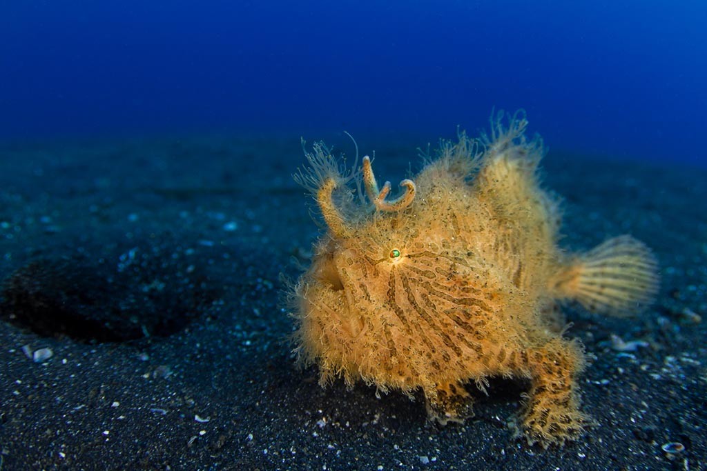 Critters at Lembeh Resort Anglerfisch