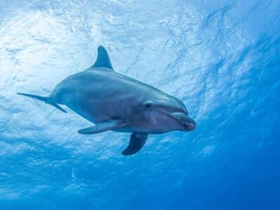 Delfine mit Dive Tour entdecken