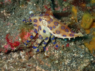 Dive into Lembeh Center Blauring Octopus