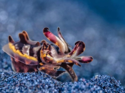 Dive into Lembeh Center Blauring Prachtsepia