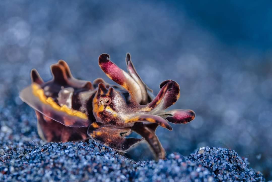 Dive into Lembeh Center Blauring Prachtsepia