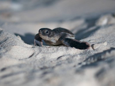 Extra Divers Nunukan Schildkröte